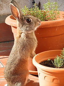 gray rabbit standing near potted green plants thumbnail