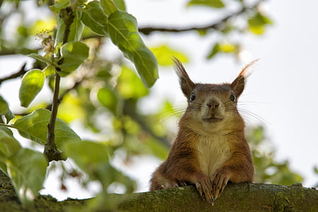 brown rodent on branch thumbnail