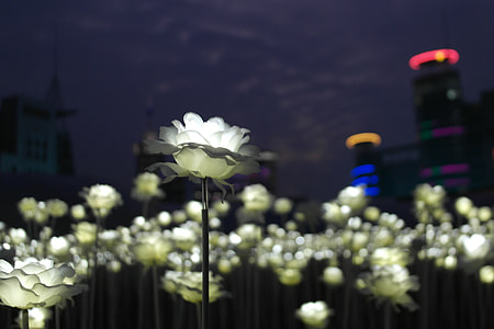 lighted white petal flower thumbnail