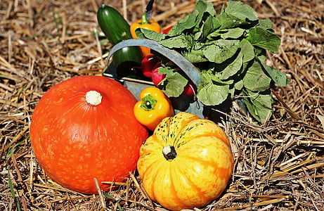 vegetables on grass thumbnail
