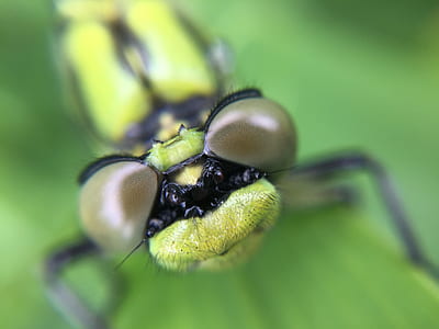 animal, eyes, blur, green thumbnail