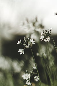 selective focus photography of white petaled flower thumbnail