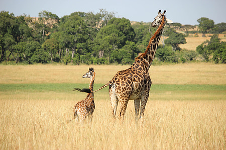two giraffe animals thumbnail