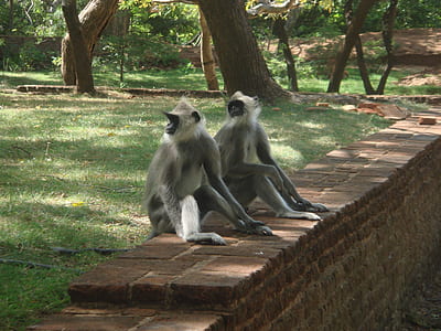 two gray monkeys on brick pathway thumbnail