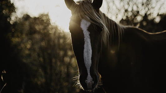close shot of black and white horse thumbnail