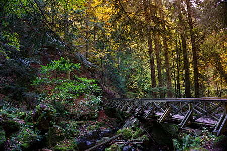 brown bridge surrounded by trees thumbnail