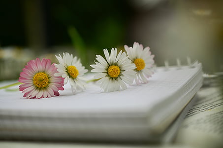 white and pink daisies on white notebook in shallow focus photography thumbnail