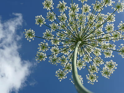 low angle photo of white petaled flower during daytime thumbnail