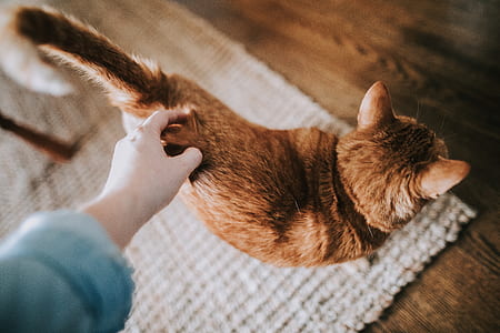 person petting brown cat thumbnail