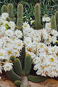 white petaled flower thumbnail