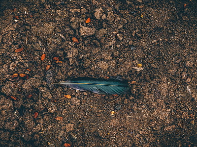 blue feather on brown soil thumbnail