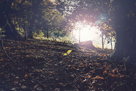 low-angle photography of green leaf trees thumbnail