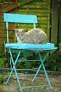 orange tabby cat on blue folding chair thumbnail