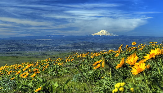 photo of sunflowers with mountain background during daytime thumbnail