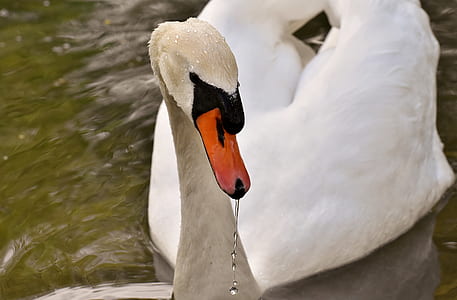 two white swans on body of water thumbnail