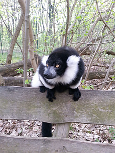 Animals, Old World Monkey thumbnail