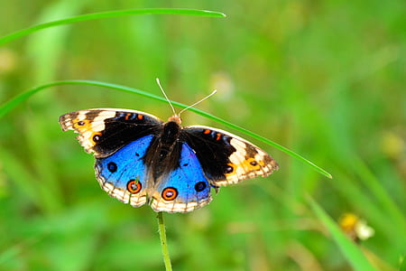 blue and brown butterfly on plant during daytime thumbnail
