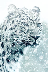 closeup photo of leopard thumbnail