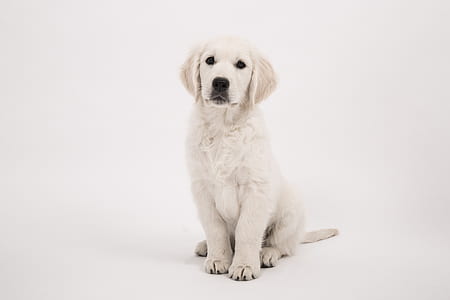 light cream Labrador retriever puppy thumbnail