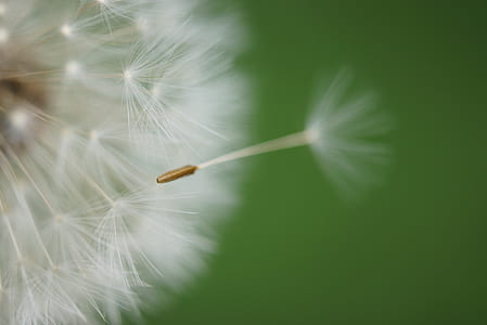 macro photography of dandelion thumbnail