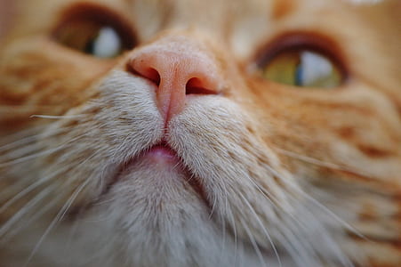 selective focus photography of orange and white cat thumbnail