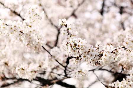white cherry blossoms in selective focus photography thumbnail