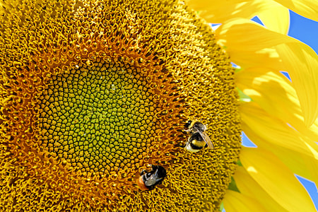 yellow sunflower during daytime thumbnail