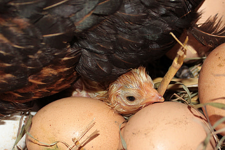 brown chick thumbnail