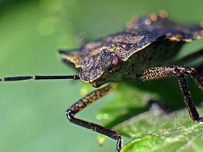 brown reptiles in leaf thumbnail