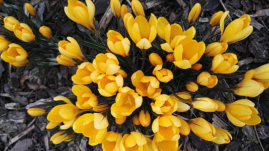 yellow petaled flowers thumbnail