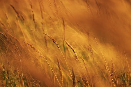 grass field thumbnail