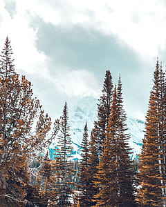 trees on snow covered terrain near mountain thumbnail