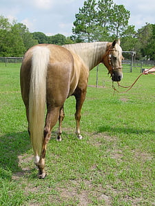 brown horse on grass field at daytime thumbnail