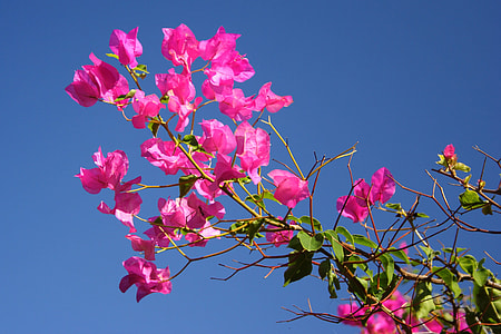 red bougainvilla thumbnail