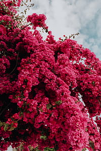 Pink bougainvillea flowers against the traditional Portuguese white house thumbnail