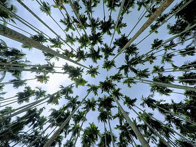 low-angle photography of green trees under blue sky thumbnail