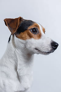 adult Jack Russell terrier thumbnail