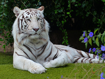albino tiger on green grass near purple flowers at daytime thumbnail