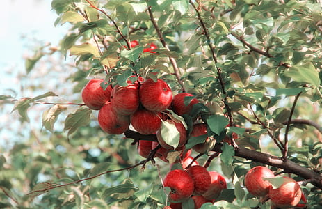 Red Apples thumbnail