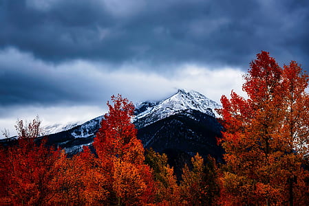 brown leaved trees across mountain during daytime thumbnail