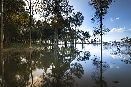 trees beside body of water thumbnail