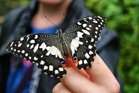 selective focus photography of black and white monarch butterfly thumbnail
