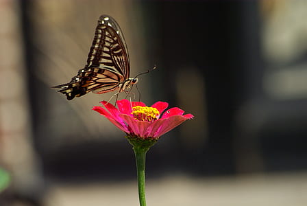 selective focus photography of tiger swallowtail butterfly perched on red petaled flower thumbnail