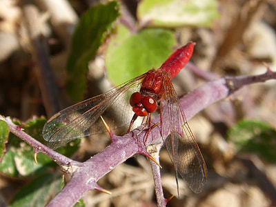 Dragonfly, Annulata Trithemis thumbnail