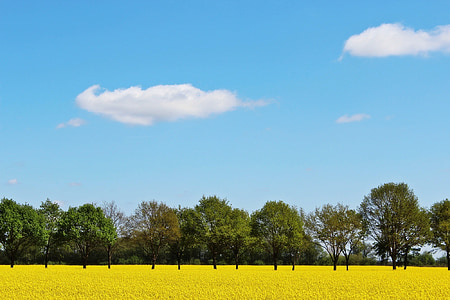 landscape photography of green trees under cumulus clouds and blue calm sky thumbnail