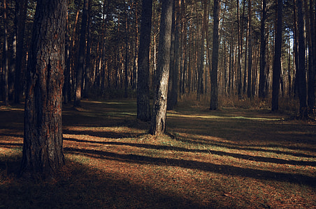 tall tree during daytime thumbnail