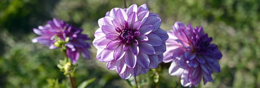 purple flowers thumbnail