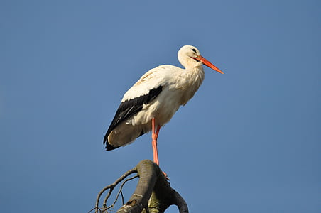 white bird perched on tree branch thumbnail