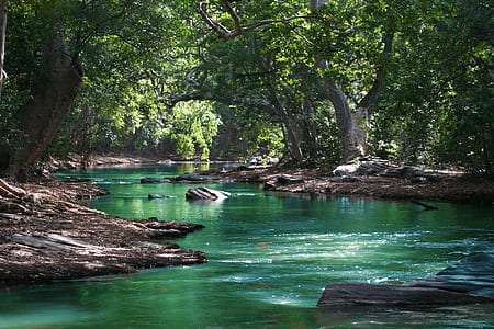 Body of Water Between Green Leaf Trees thumbnail