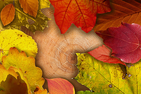 dry maple leaf thumbnail
